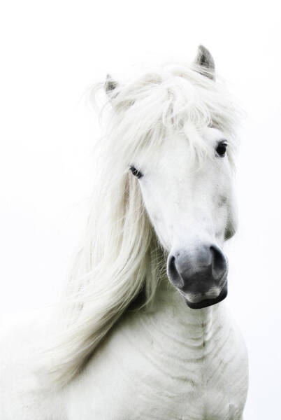 Graceful White Horse Portrait Wall Art