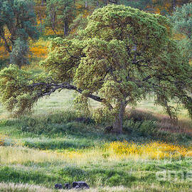 Spring Oak by Anthony Michael Bonafede