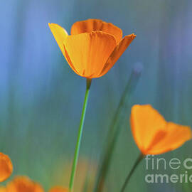 Spring Poppies 3 by Anthony Michael Bonafede