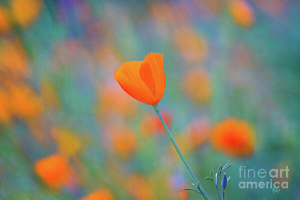 Vibrant Orange Poppy Wall Art