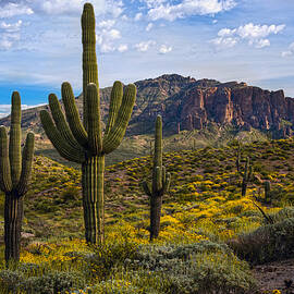 Spring time at the superstitions by Dave Dilli