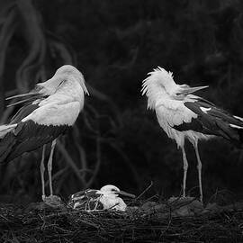 Stork Family by Ibrahim Canakci