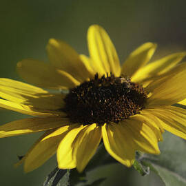 Sun Flower 2 by Gilbert Artiaga