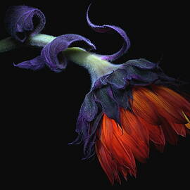 Sunflower Orange by Julie Powell