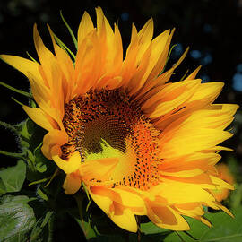 SUNFLOWER by Theresa Tahara