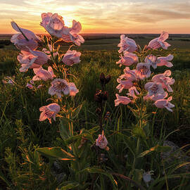 Sunset and Penstemon by Scott Bean