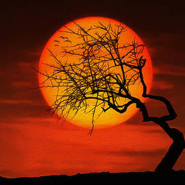 Sunset tree by Bess Hamiti