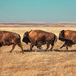 Tatanka by Todd Klassy