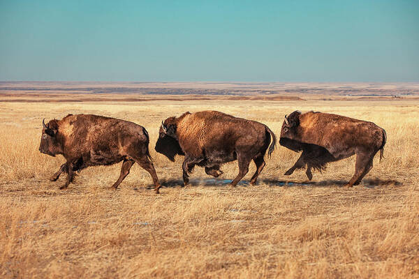 Three Bison Roaming the Plains Wall Art