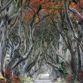 The Dark Hedges by Trevor Cole