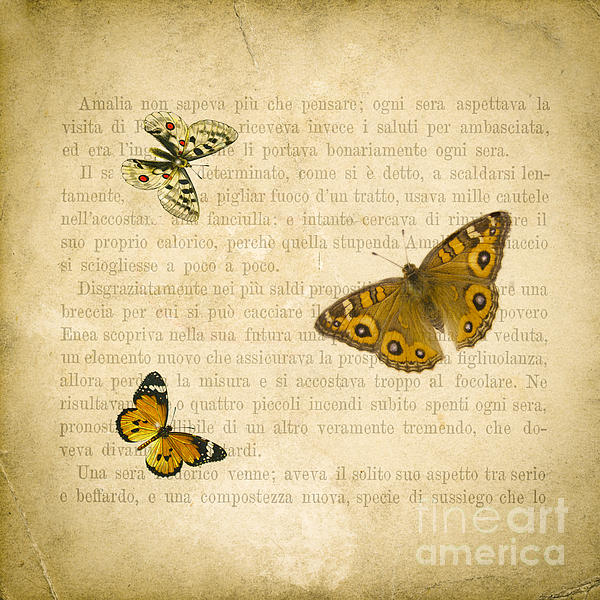 Butterfly Art for Sale