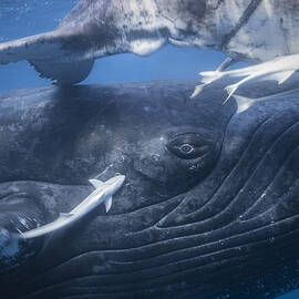 The Whale's Gaze by Barathieu Gabriel