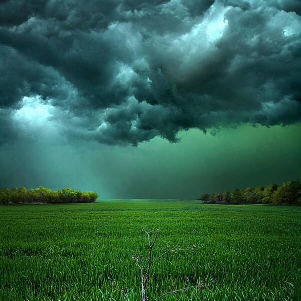Flower Wall Art featuring the photograph There Came A WInd by Phil Koch