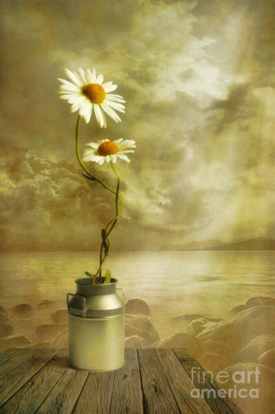 Daisies by the Seaside Wall Art