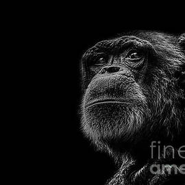 Trepidation by Paul Neville