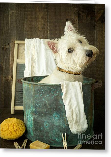 Dog in Laundry Tub Greeting Card