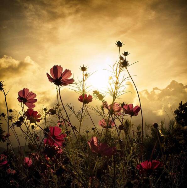 Sunset Behind Wildflowers Wall Art