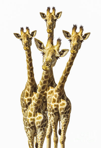 Four Curious Giraffes Wall Art