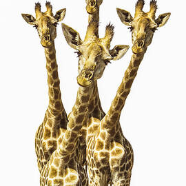 What are YOU looking at? by Diane Diederich