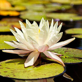 White Lotus Flower in Lily Pond by Good Focused