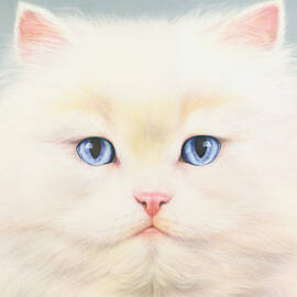 White Persian by MGL Licensing