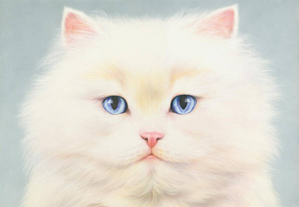 Fluffy White Cat with Blue Eyes Wall Art