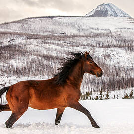 Wild Horse by Todd Klassy
