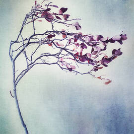 windswept by Priska Wettstein