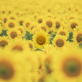 Yellow Population by Takashi Suzuki